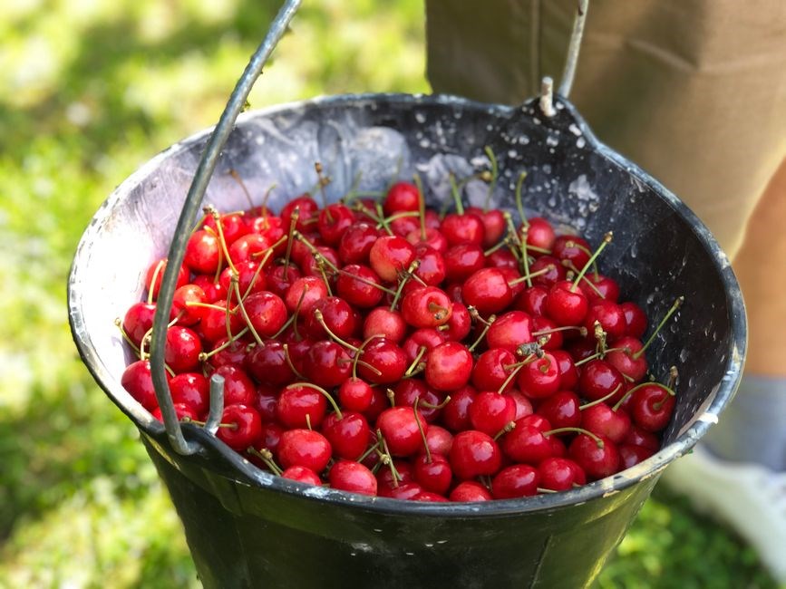 cherrypickers guide
